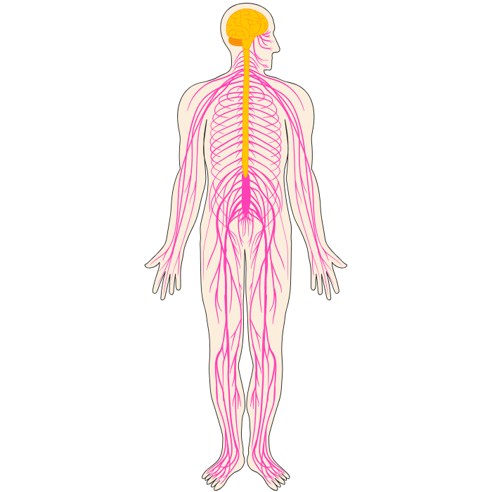 Lymphatic system 2